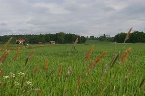 tall grass on beautiful green meadow