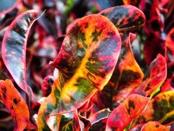Picture of the Colorful leaves