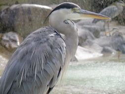 big heron bird