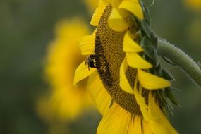 a bee pollinates a sunflower