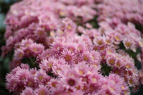 fluffy pink flowers in a flower shop