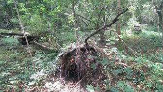 floodplain forest in germany