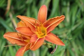 two fragrant orange lilies in the garden