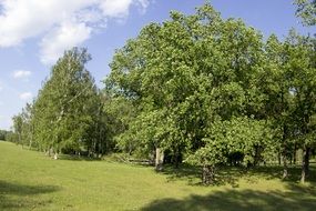 summer forest trees