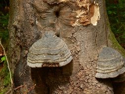 Black mushrooms on a tree