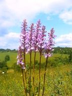 purple orchid on green field