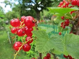 red currant bush