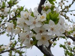 white spring flowering on branches close up