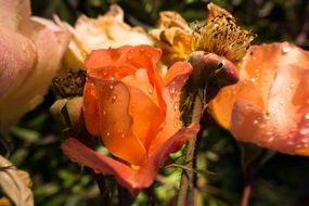 orange rose buds after rain