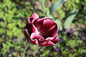 dark red tulip at sunlight