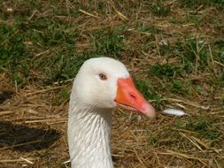 white goose head outdoor