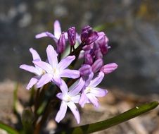 flower blossom close-up on blurred background