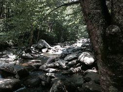 creek like a water stream in a forest