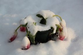 tulips in flower pot among snow