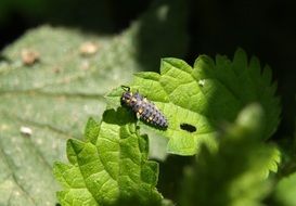 ladybug larva