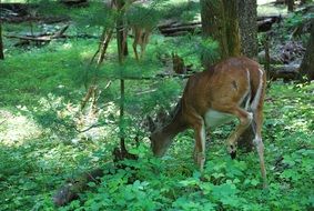 young deer in the green forest