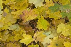 colorful maple leaves on the branches