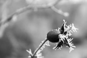 winter plants rostilna