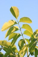 walnut leaves close-up against the sky