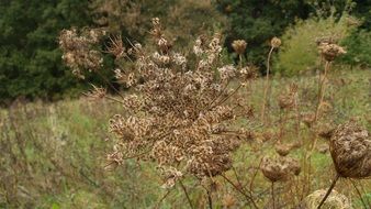 wild carrot seeds in the meadow