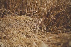 harvesting of grain in late summer