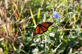 butterfly in grassland