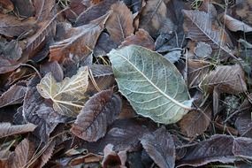 frozen dry leaves on the ground