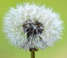 dandelion on the green background