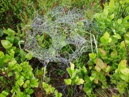 cobweb with dew drops on green plants