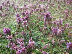 lamium purpureum red