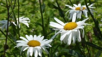 daisies white flowers close-up on blurred background