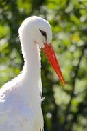 white stork with a red beak