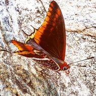 Butterfly with the orange wings