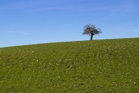 magnificent lonely tree