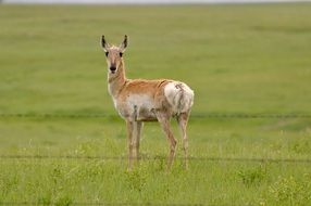 female antelope on meadow