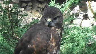 hawk bird in zoo closeup portrait