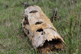 dry tree bark on the grass