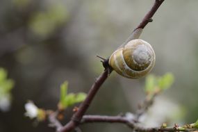 shell mollusk on branch