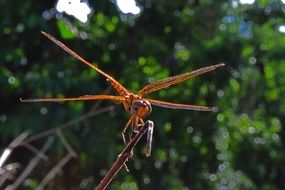 Orange dragonfly close-up on blurred background