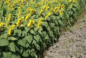 Landscape of sunflower field