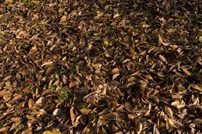 Dry leafs autumn nature park