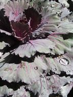 Dark green kale plant in dewdrops