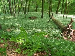 wild garlic blooming in spring forest