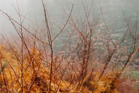 drops of water on the branches of a bush