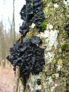 black mushrooms on a tree trunk