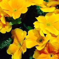Close-up of the beautiful blossoming tender yellow flowers