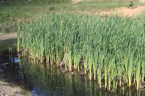 Green reeds on the lake