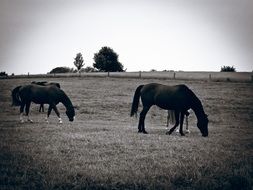 horses pasture black white photo