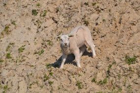 lamb on the sand