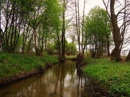 creek between the green shores